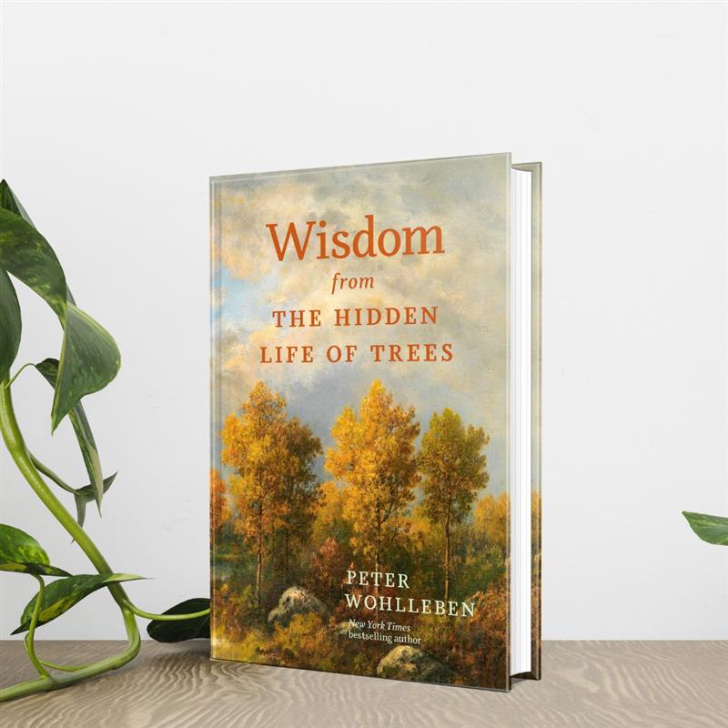 Wisdom From The Hidden Life of Trees